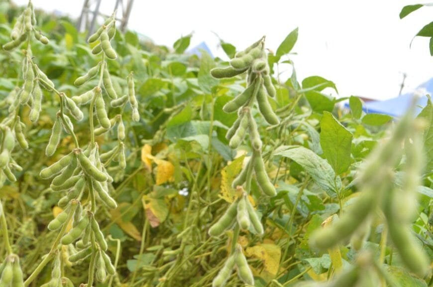 Prazo para semeadura da produção de soja em Rondônia encerra nesta quinta-feira, 9