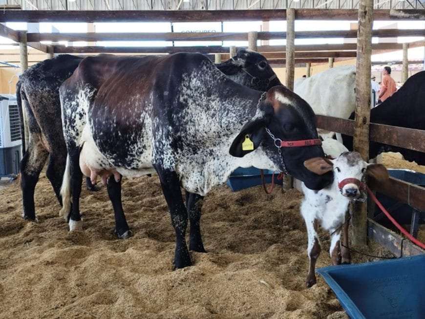 Força-tarefa reforça ações de fiscalização e educação sanitária na 12ª Rondônia Rural Show