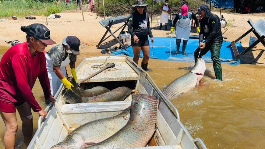 Governo de RO fortalece ações de manejo do pirarucu e garante renda para comunidades tradicionais na Resex Rio Cautário