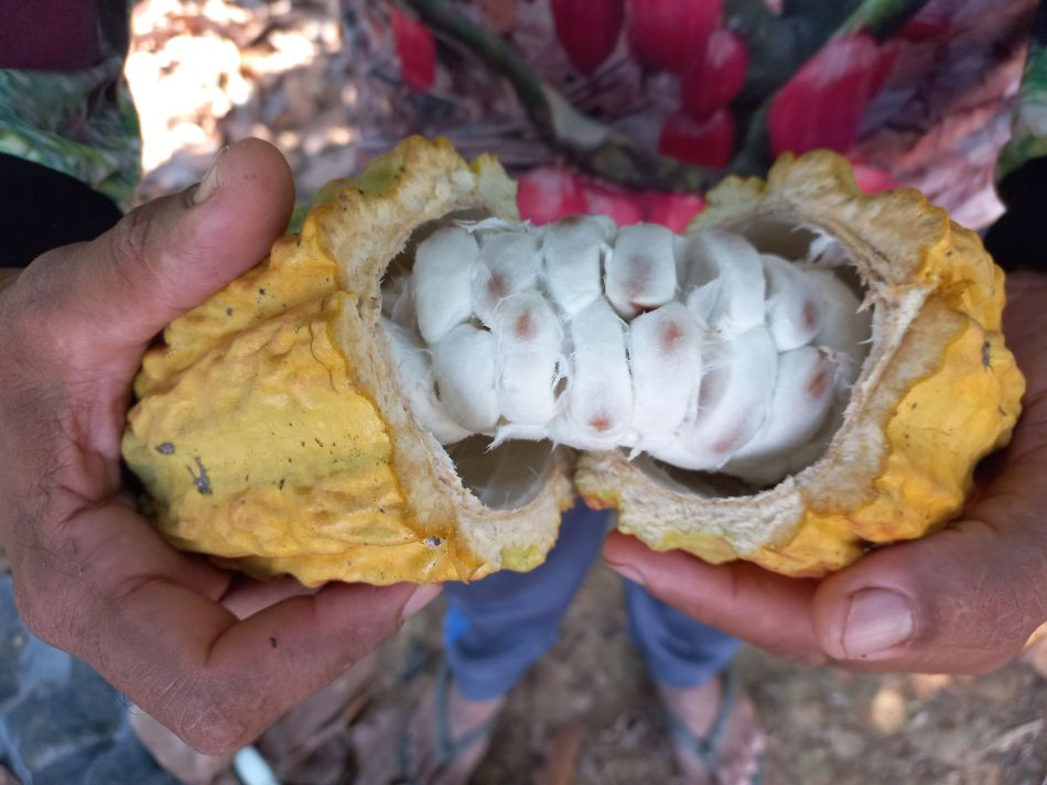 Cacau avança em Rondônia, ganha escala produtiva e projeta crescimento até 2030