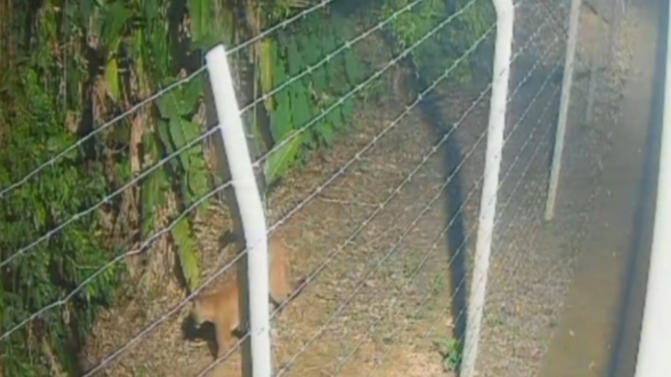Onça-parda é vista nas proximidades do Parque Circuito em Porto Velho