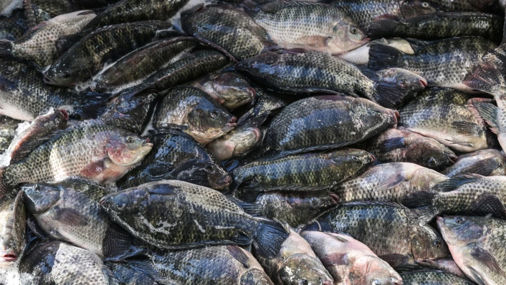 Recorde histórico: produtor de tilápia vive o melhor momento da história em janeiro