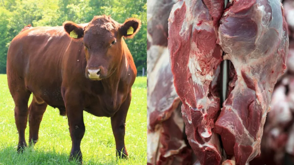 No front externo, o Brasil continua batendo marcas históricas. (Foto: Divulgação)