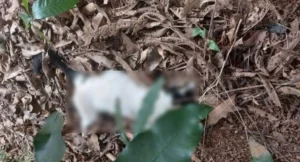Gatos são envenenados e morrem no bairro Jardim Eldorado em Vilhena