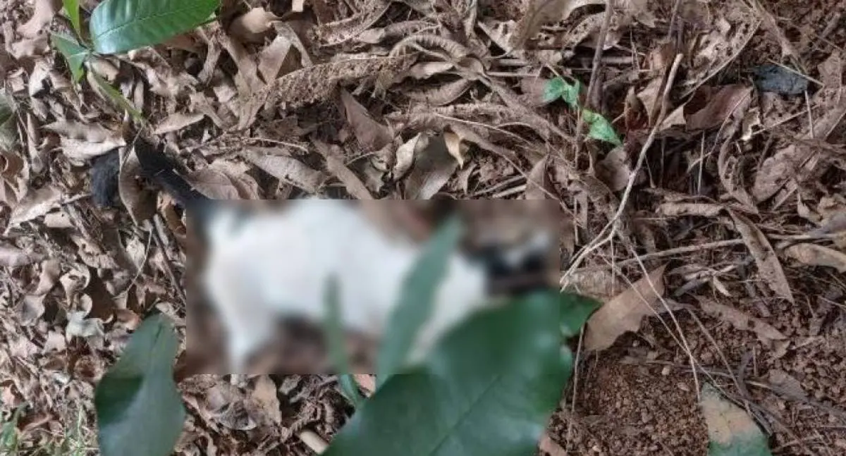 Gatos são envenenados e morrem no bairro Jardim Eldorado em Vilhena