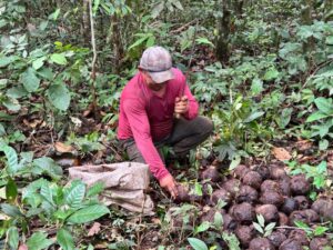 Castanha-da-Amazônia fortalece economia durante a safra 2026 nas Reservas Extrativistas de Rondônia