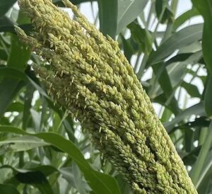 Sorgo forrageiro gigante chega ao mercado com alto potencial