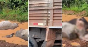 Veículo com carga de gado tomba em estrada rural e animais morrem