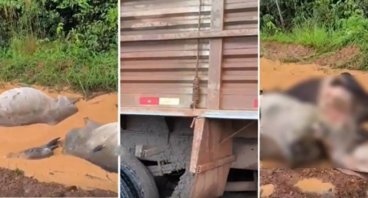 Veículo com carga de gado tomba em estrada rural e animais morrem