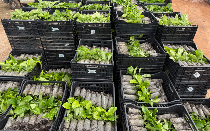 Assistência técnica impulsiona produtividade e fortalece a cafeicultura no Vale do Guaporé