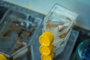 Visita técnica reforça vigilância de acidentes por animais peçonhentos em Jaru e Ouro Preto do Oeste