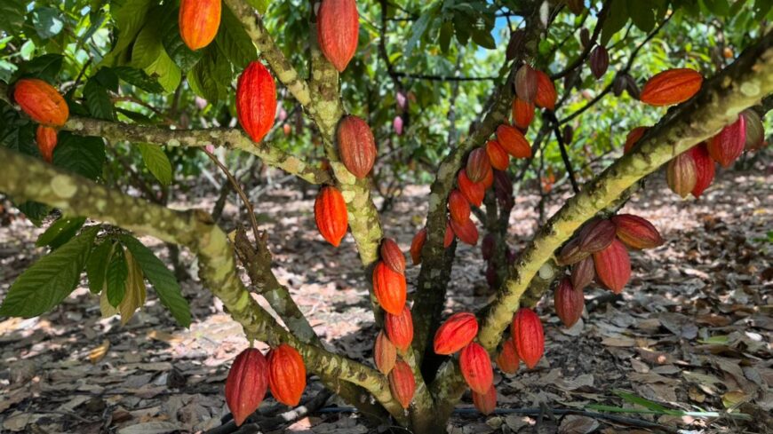 Início da Colheita do Cacau em Rondônia acontece em Jaru nesta sexta-feira, 27