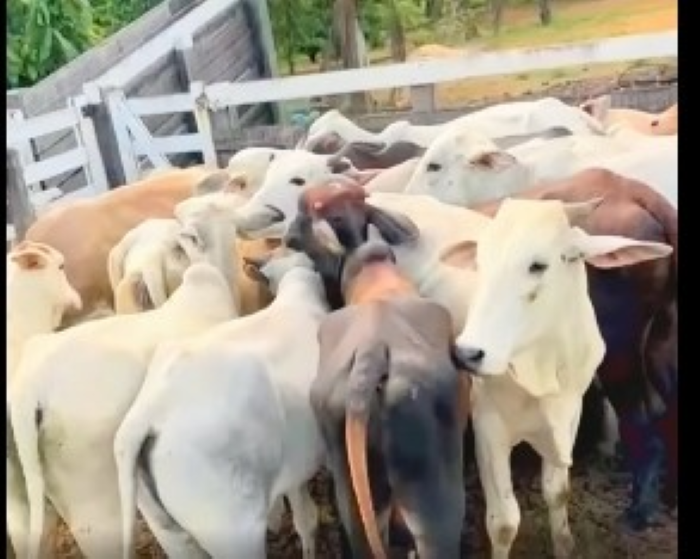 Polícia dá resposta rápida e recupera gado furtado em Buritis