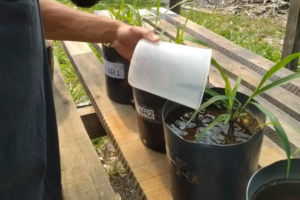 Pesquisadores da Unir testam pó de rocha como fertilizante — Foto: Unir