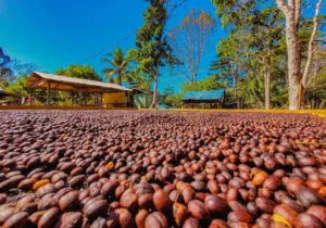 Região Matas de Rondônia conquista sucesso na produção de café especial e sustentável no Brasil