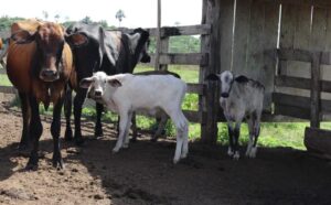 Cláudia de Jesus garante R$ 80 mil para programa de melhoramento genético bovino em Urupá