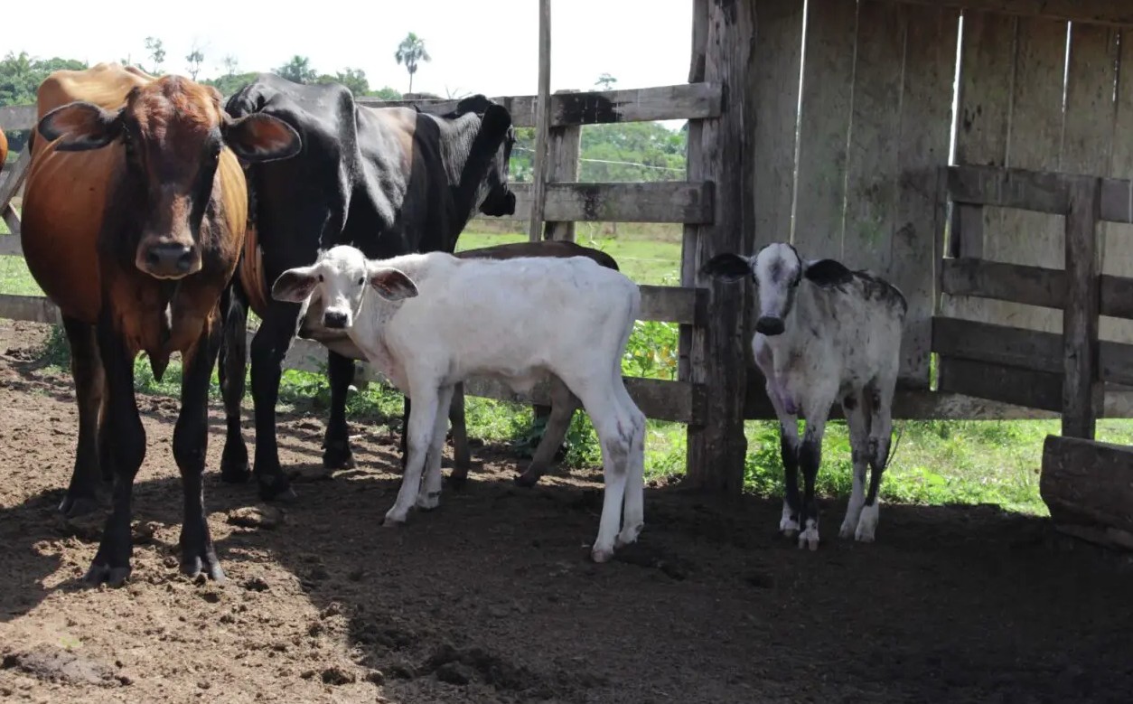 Cláudia de Jesus garante R$ 80 mil para programa de melhoramento genético bovino em Urupá