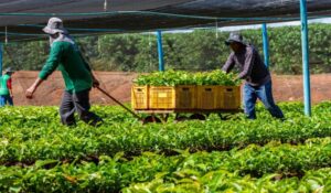 Cláudia de Jesus garante mais de 58 mil mudas de café clonal para Novo Horizonte do Oeste