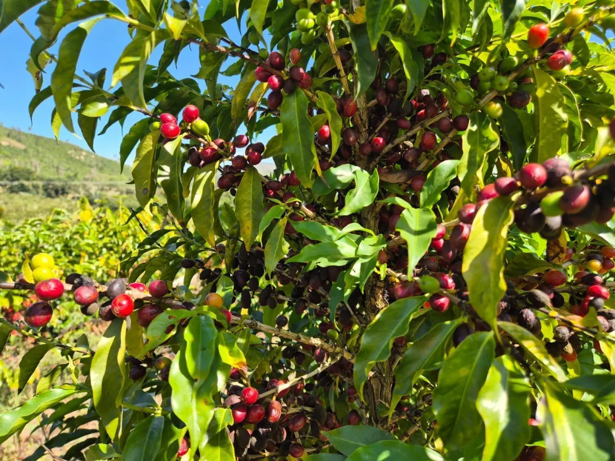 SAFRA de café deve crescer 18%, para 66,7 milhões de sacas, projeta Conab