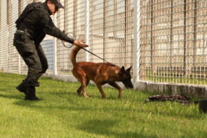 Cães treinados do Grupo de Ações Penitenciárias fortalecem atuação na segurança prisional