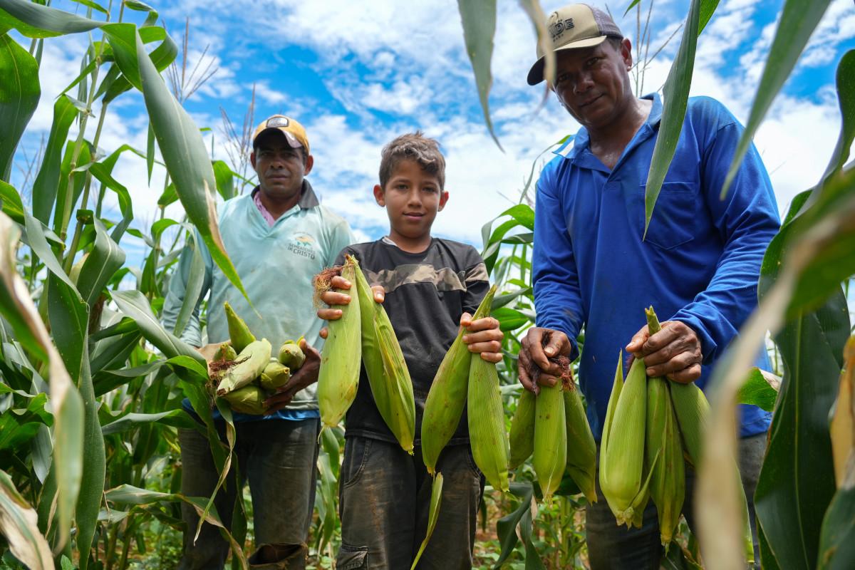 União Bandeirantes impulsiona produção de milho e café e fortalece agricultura familiar em Porto Velho