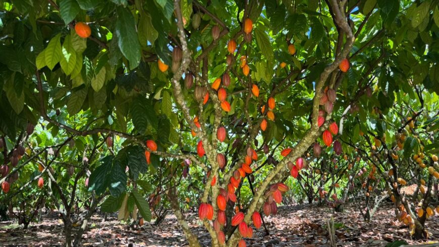 Inscrições para 6º Concurso de Qualidade e Sustentabilidade do Cacau de Rondônia são prorrogadas até 3 de julho