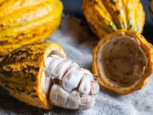 Pronaf garante descontos de até 21% para produtores rondonienses de mandioca e cacau
