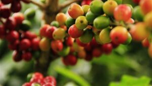 Como identificar a mancha-de-phoma no café?
