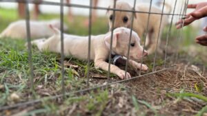 Feira de adoção de cães e gatos será realizada no Parque da Cidade neste sábado