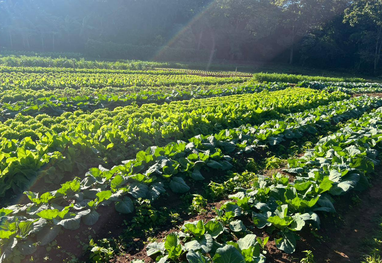 Prefeitura atualiza tabela de preços para fortalecer agricultura familiar e merenda escolar