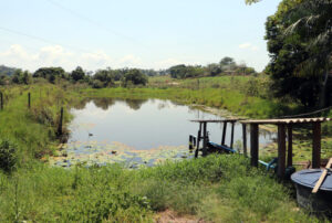 Regeneração natural recupera áreas protegidas e valoriza a cafeicultura em Cacoal