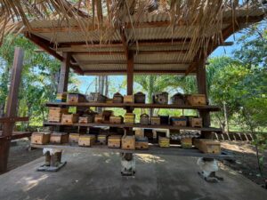 Porto Velho fortalece a criação de abelhas e amplia o potencial da cadeia do mel