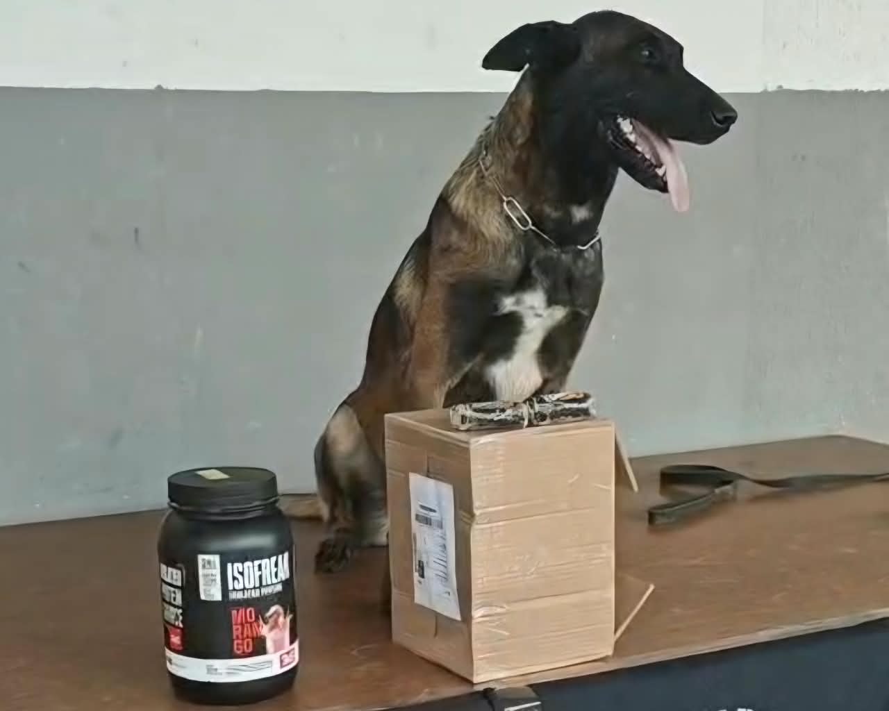 Cão farejador encontra haxixe escondido em pote de suplemento em transportadora de Porto Velho