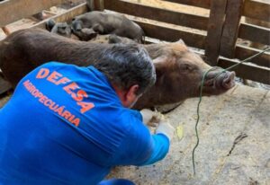 Com rebanho de 197 mil suínos, Rondônia reforça vigilância zoosanitária para ampliar mercados