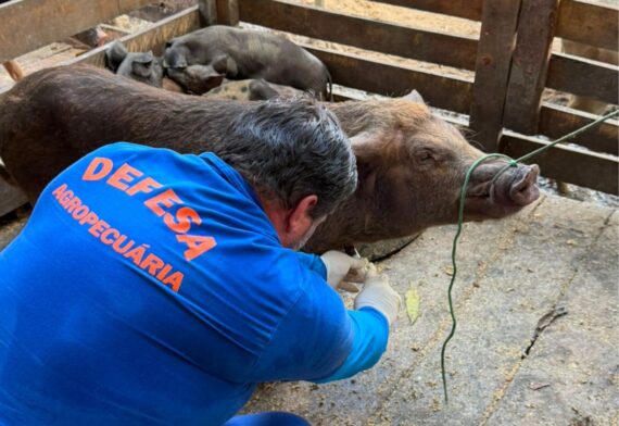 Com rebanho de 197 mil suínos, Rondônia reforça vigilância zoosanitária para ampliar mercados