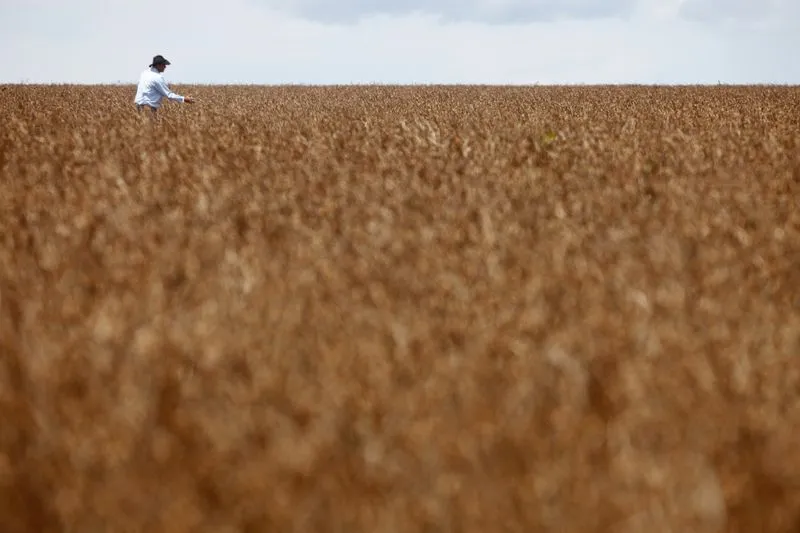 Trabalhador caminha em plantação de soja em fazenda na cidade de Tangará da Serra, em Cuiabá  • Um trabalhador caminha em uma plantação de soja em uma fazenda na cidade de Tangará da Serra, em Cuiabá, em 27 de março de 2012. REUTERS/Paulo Whitaker