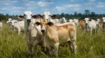 Porto Velho se destaca entre os maiores produtores de Rondônia e leva força do campo à Agrotec 2026