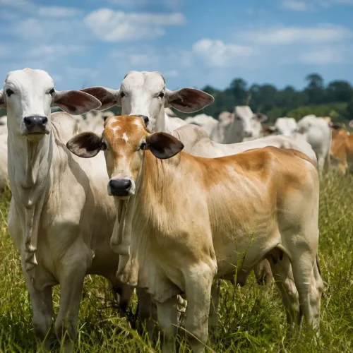 Porto Velho se destaca entre os maiores produtores de Rondônia e leva força do campo à Agrotec 2026