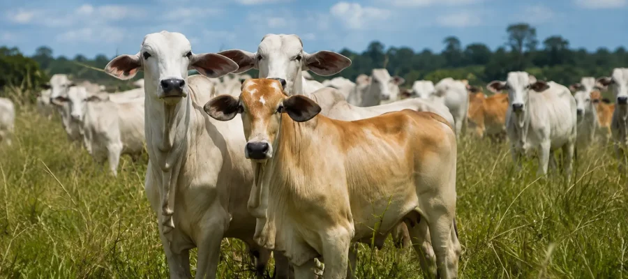Porto Velho se destaca entre os maiores produtores de Rondônia e leva força do campo à Agrotec 2026