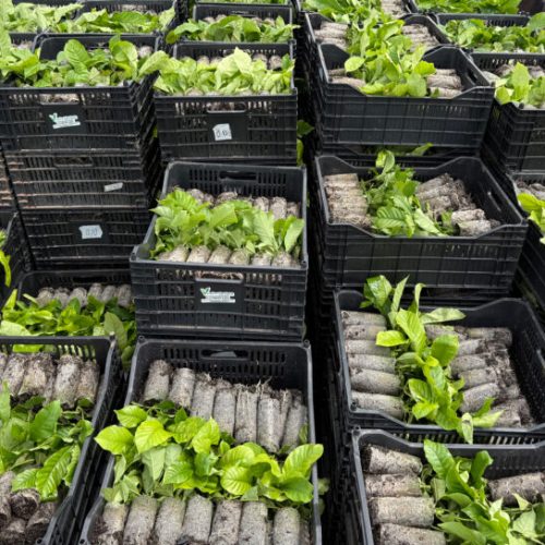 Assistência técnica impulsiona produtividade e fortalece a cafeicultura no Vale do Guaporé