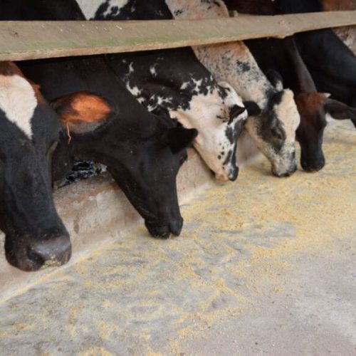 Programa Consultec-Leite contribui para reconhecimento internacional em pesquisa agropecuária pela FAO