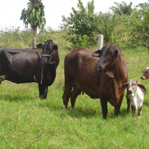 Assistência técnica e políticas de desenvolvimento agropecuário reforçam atendimento a produtores rurais de Rondônia