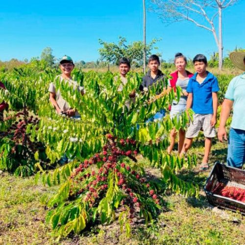 Governo de RO publica Edital de Chamada Pública para Programa de Aquisição de Alimentos Indígena