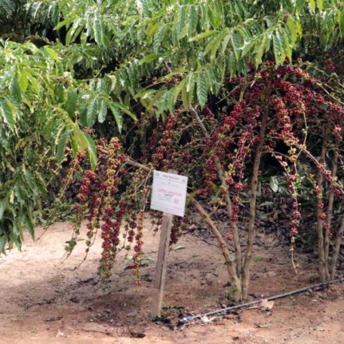 Tecnologia no cultivo do café clonal como potencial ao desenvolvimento rural é apresentado em São Domingos do Guaporé