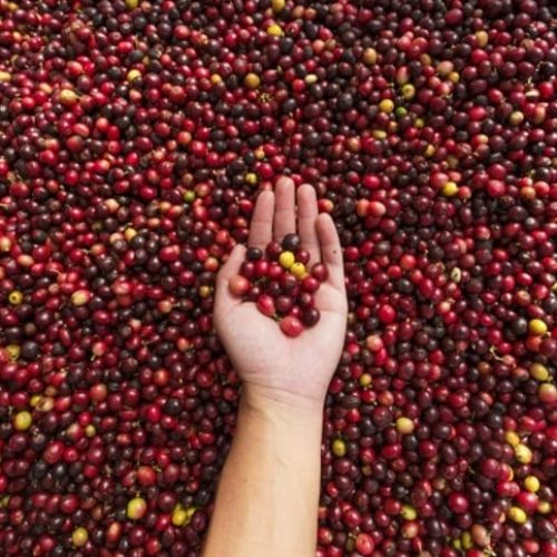 Com fim da tarifa para café in natura, Brasil ganha fôlego nas exportações