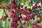 Café de Rondônia é destaque nacional com aumento de produção, valorização do mercado e apoio do governo de RO