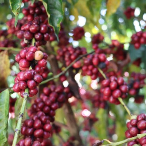 Café de Rondônia é destaque nacional com aumento de produção, valorização do mercado e apoio do governo de RO