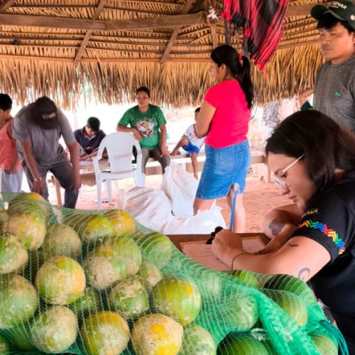 Segurança alimentar e geração de renda são impulsionadas em comunidade indígena por meio do PAA