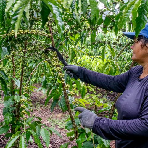 Fortalecimento da agricultura familiar de Theobroma é pauta de Cláudia de Jesus junto à Seagri