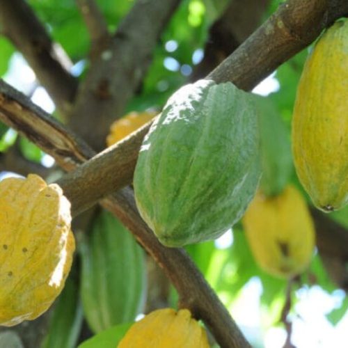 Medidas preventivas contra a monilíase do cacaueiro são intensificadas pela Idaron no Baixo Madeira